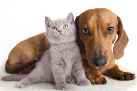 Concessione del contributo comunale finalizzato alla sterilizzazione dei cani di proprietà o dei gatti appartenenti a colonie feline ufficialmente censite.